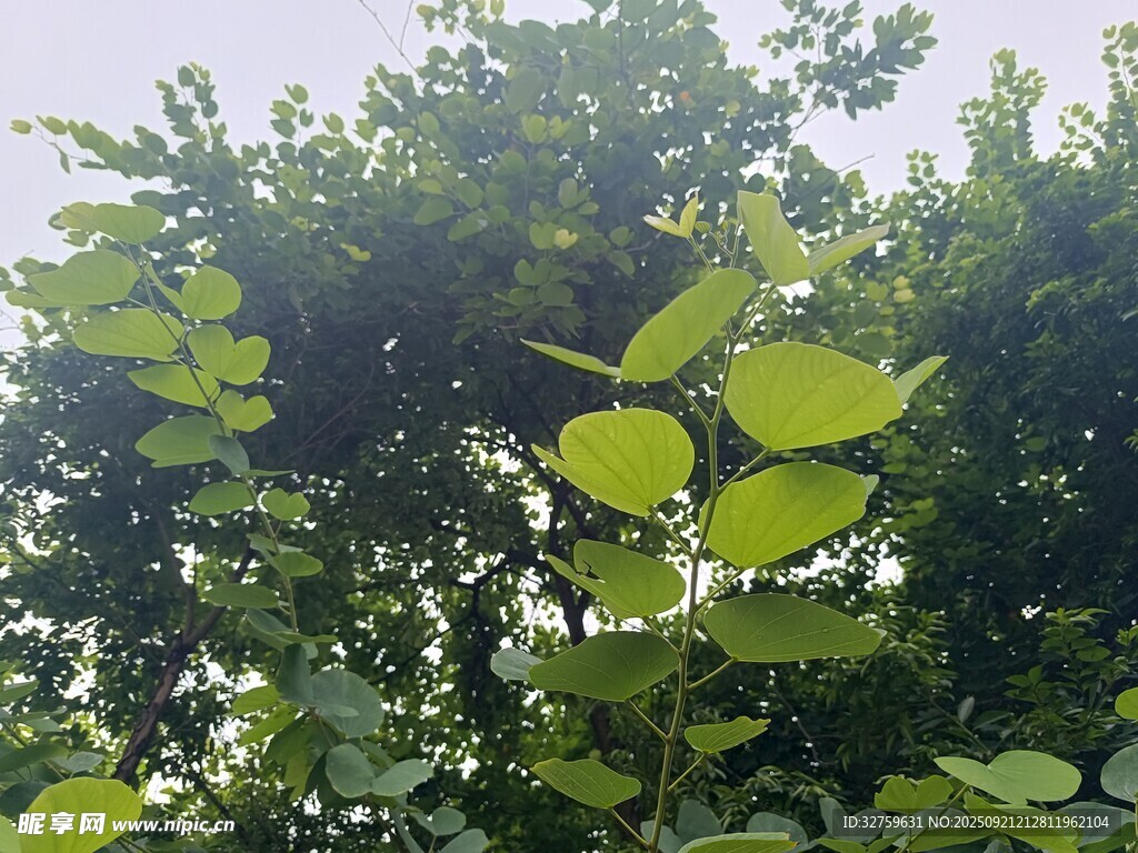 阳光下的翠绿树叶
