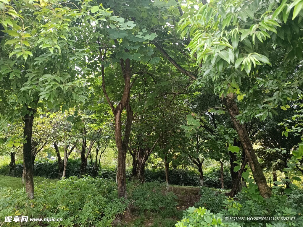 茂密树林绿意盎然