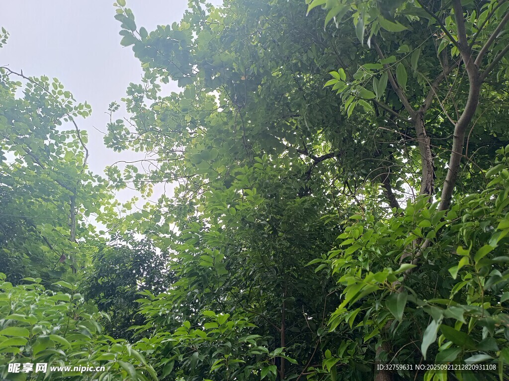 茂密绿意盎然的森林景象