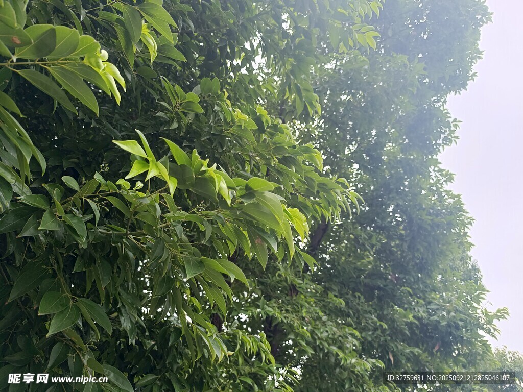 繁茂绿树 