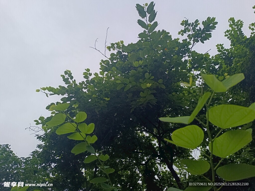 绿叶繁茂的树木景观