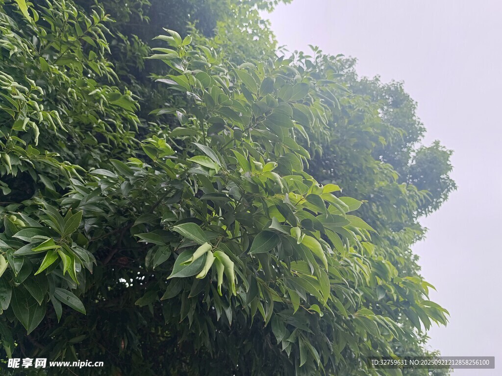 繁茂绿叶展现盎然生机