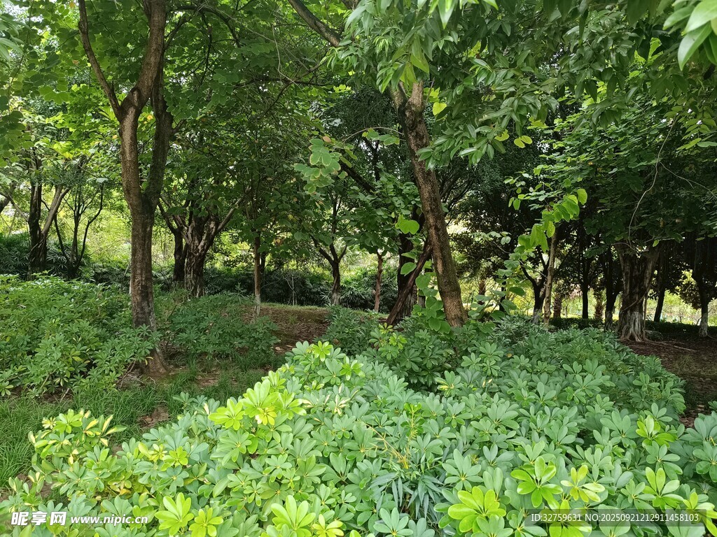 茂密树林中的繁茂植被