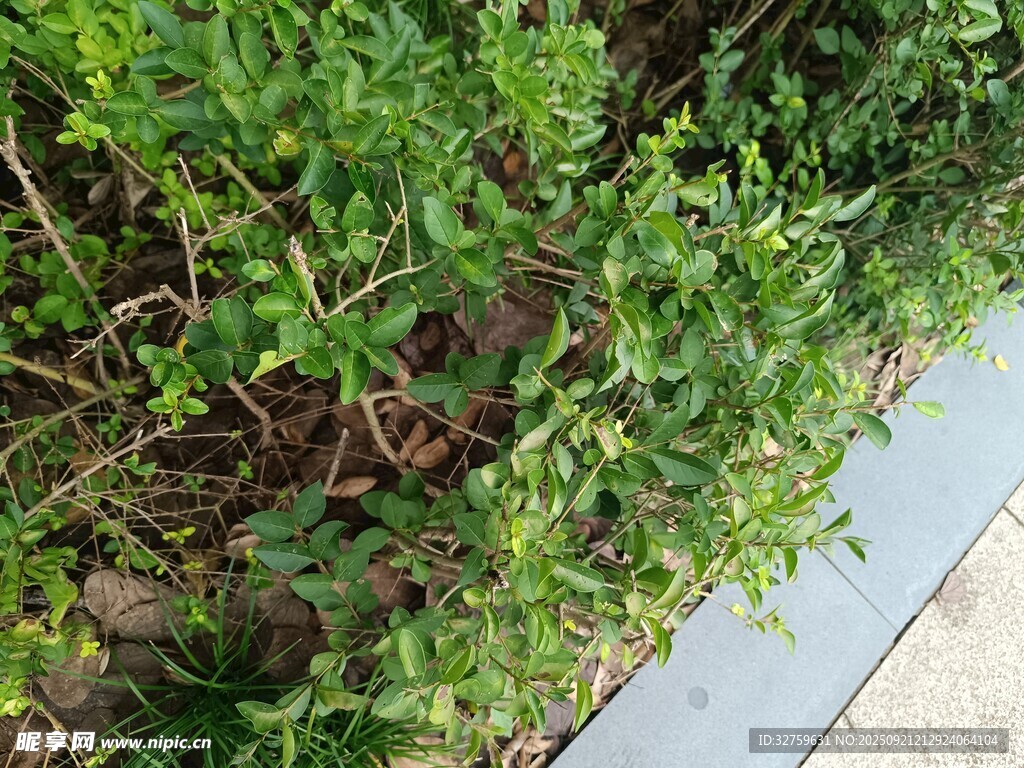 路边绿植景观