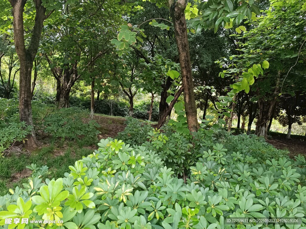 夏日葱郁树林景象