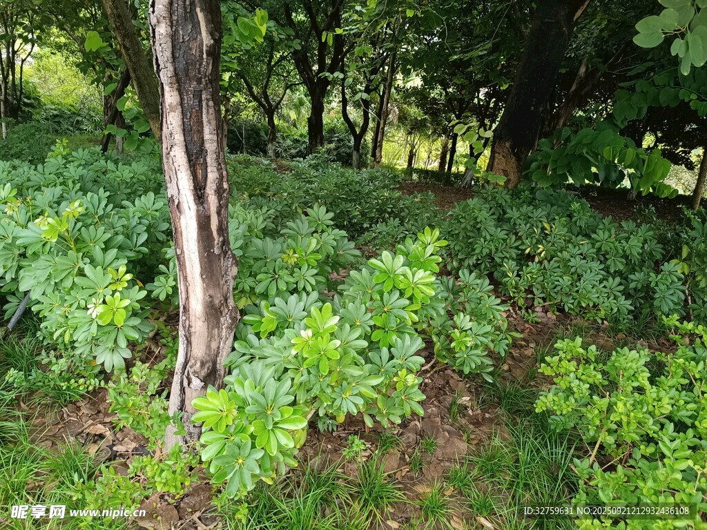 林间繁茂绿植与树干景象