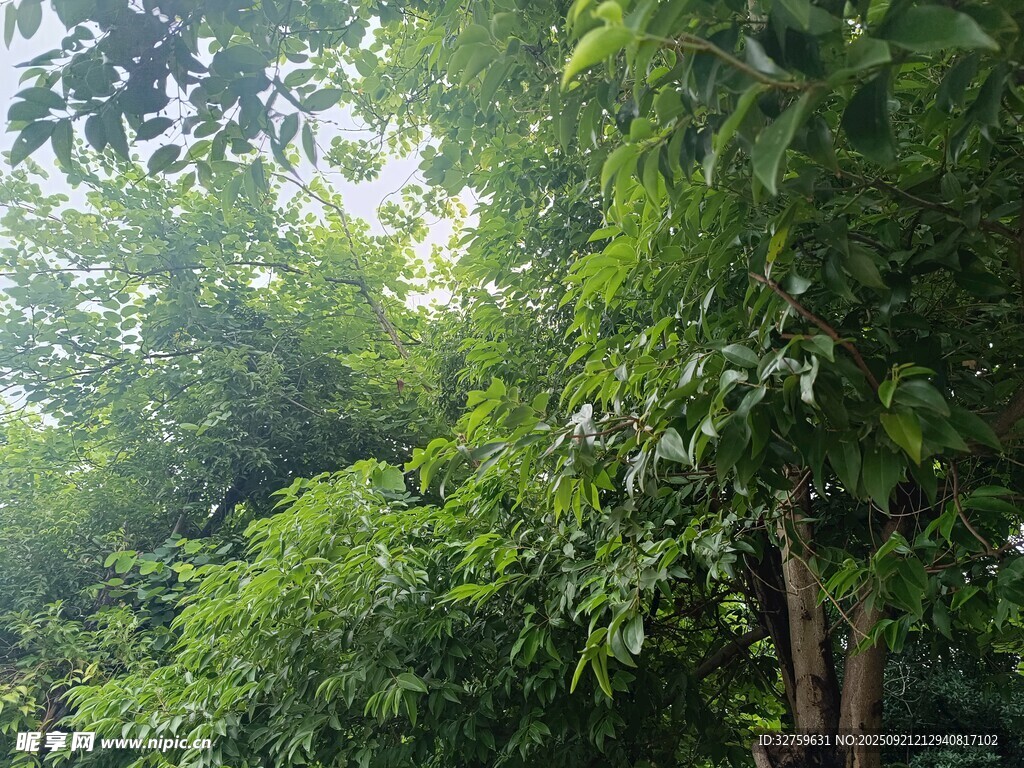 茂密绿意盎然的树林景观