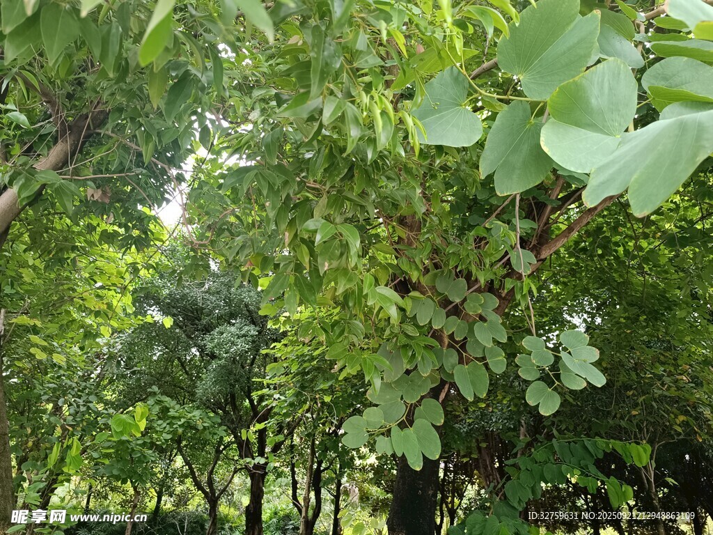 繁茂绿意盎然的树林景观