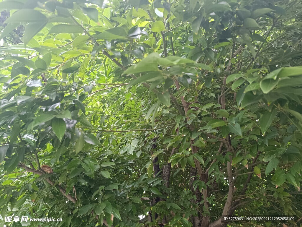繁茂绿植景观