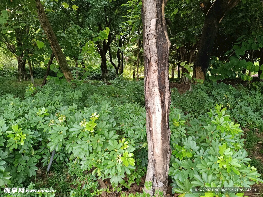 林间枯树与繁茂绿植