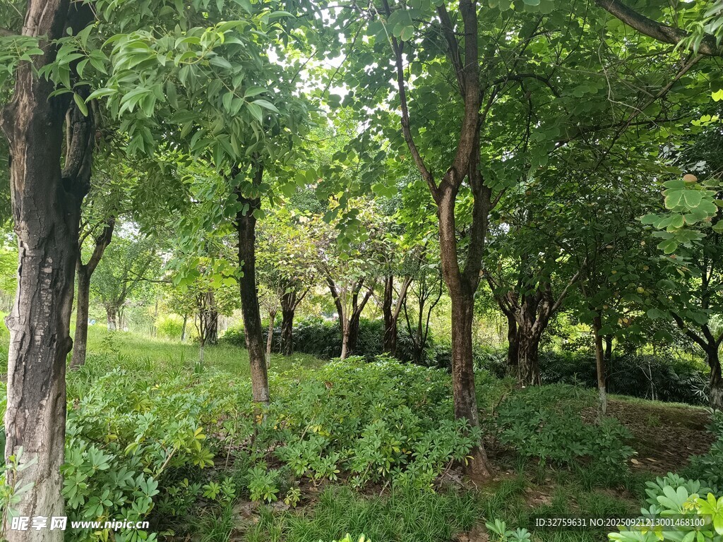 夏日葱郁林间景致