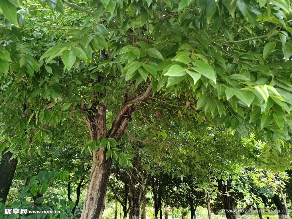繁茂绿树展现自然生机