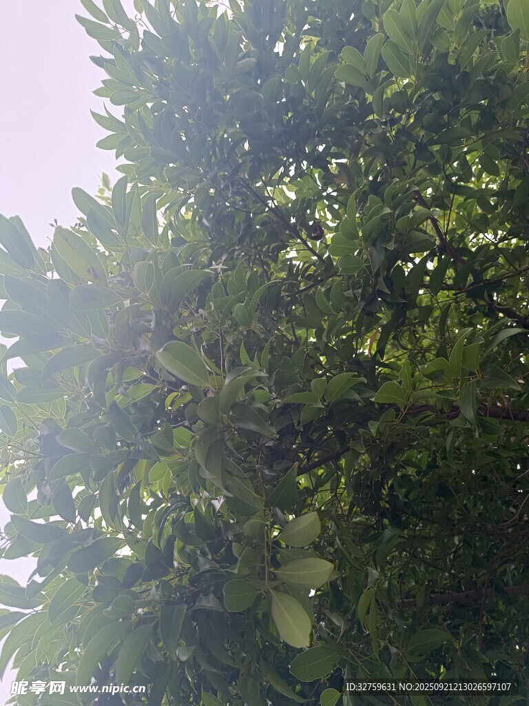 阳光下的繁茂绿树