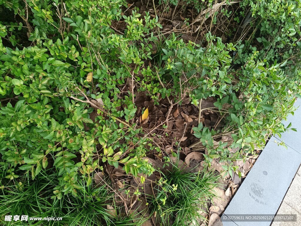 路边绿意盎然的植物景观