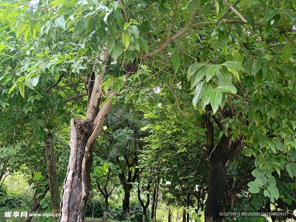 绿意盎然的树林景观