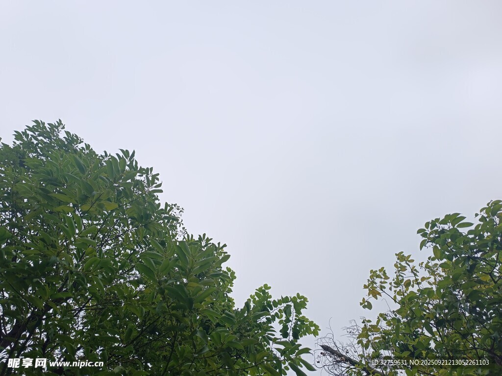 绿树映灰天的自然景致