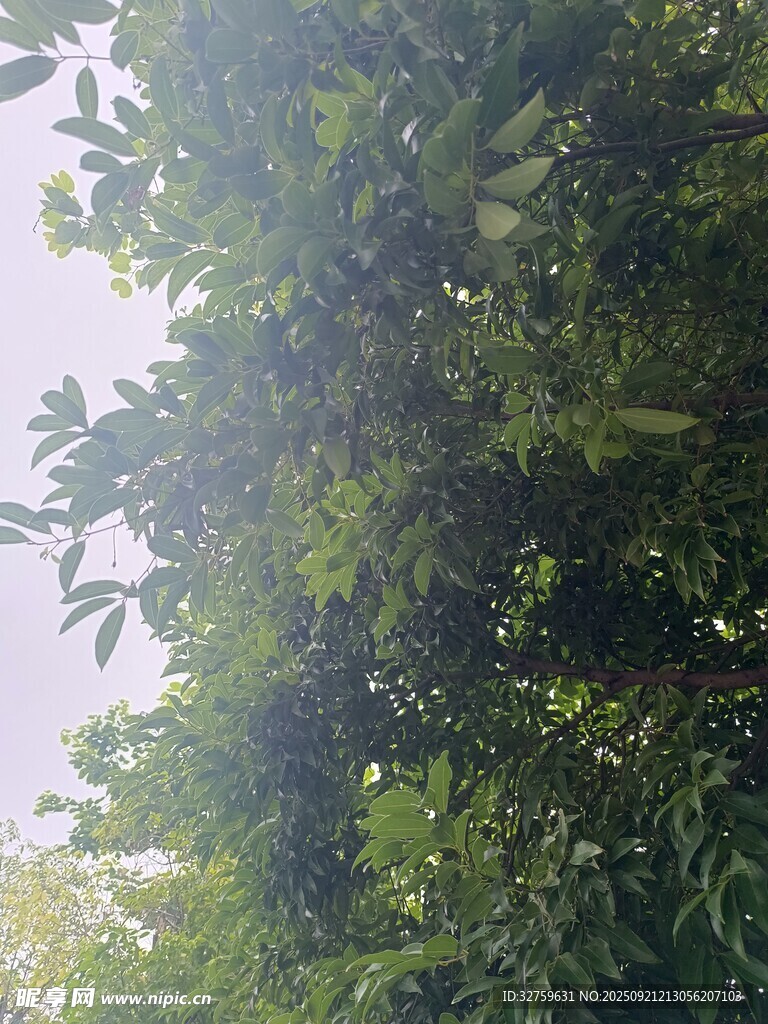 繁茂绿叶