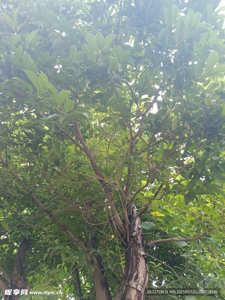 夏日葱郁树木景观