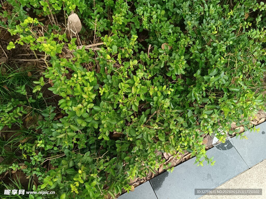 绿意盎然的植物景观