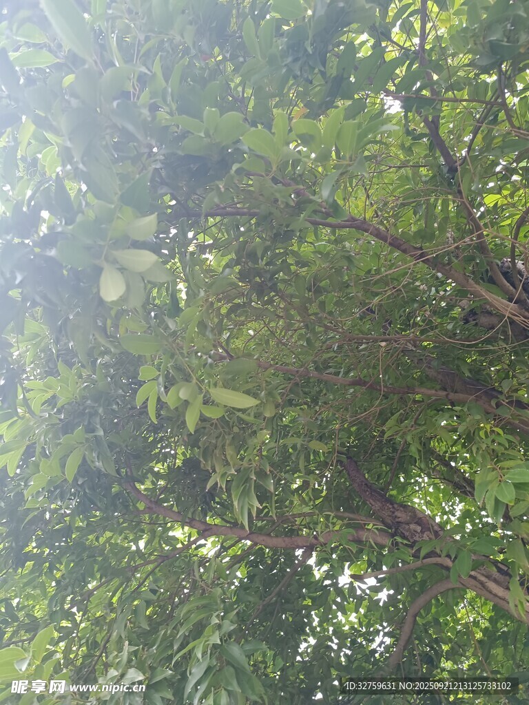 仰视茂密树林绿意盎然