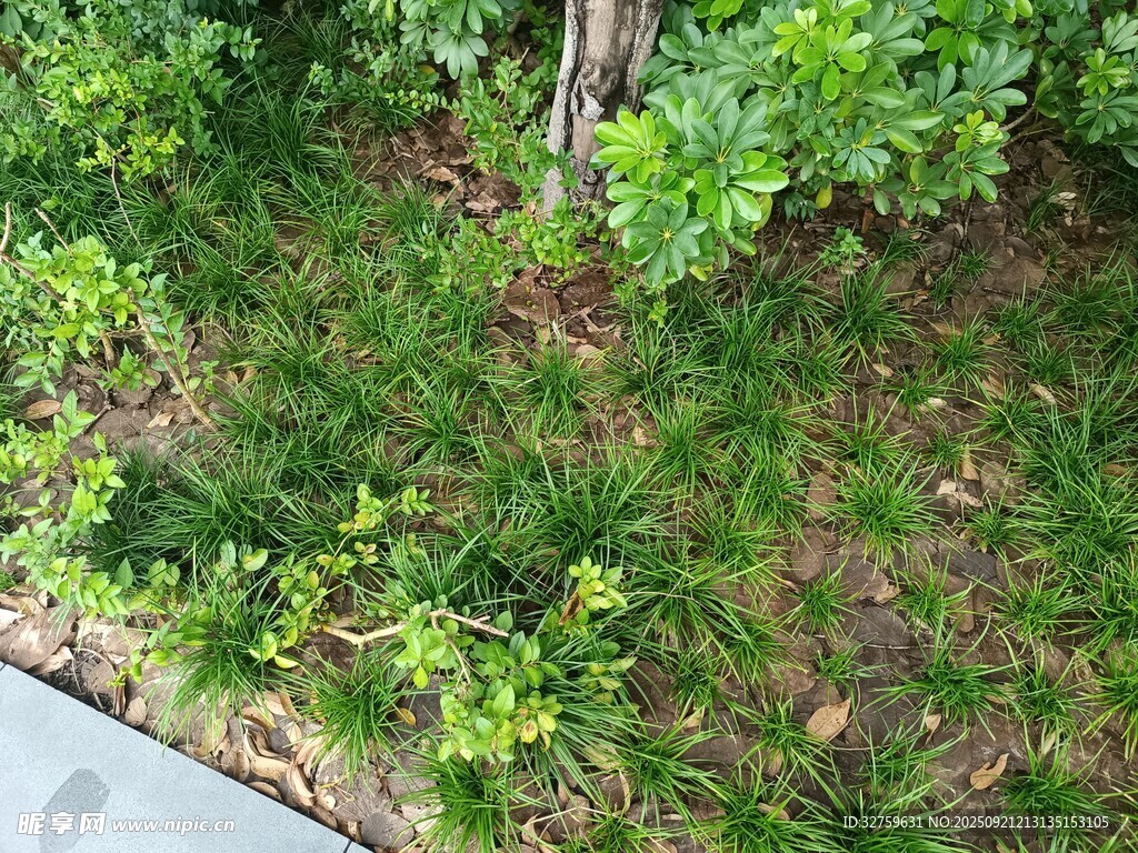 路边绿植景观