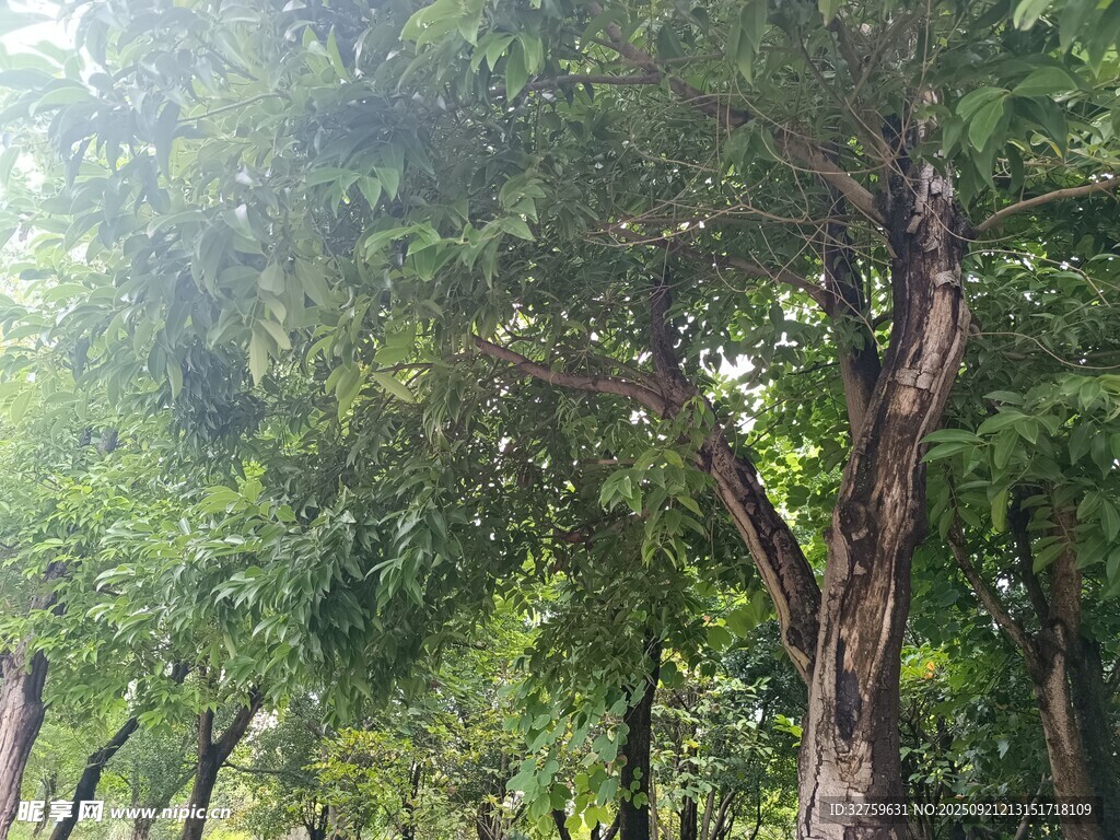 林间葱郁树木 