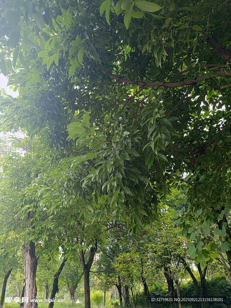 林间绿荫