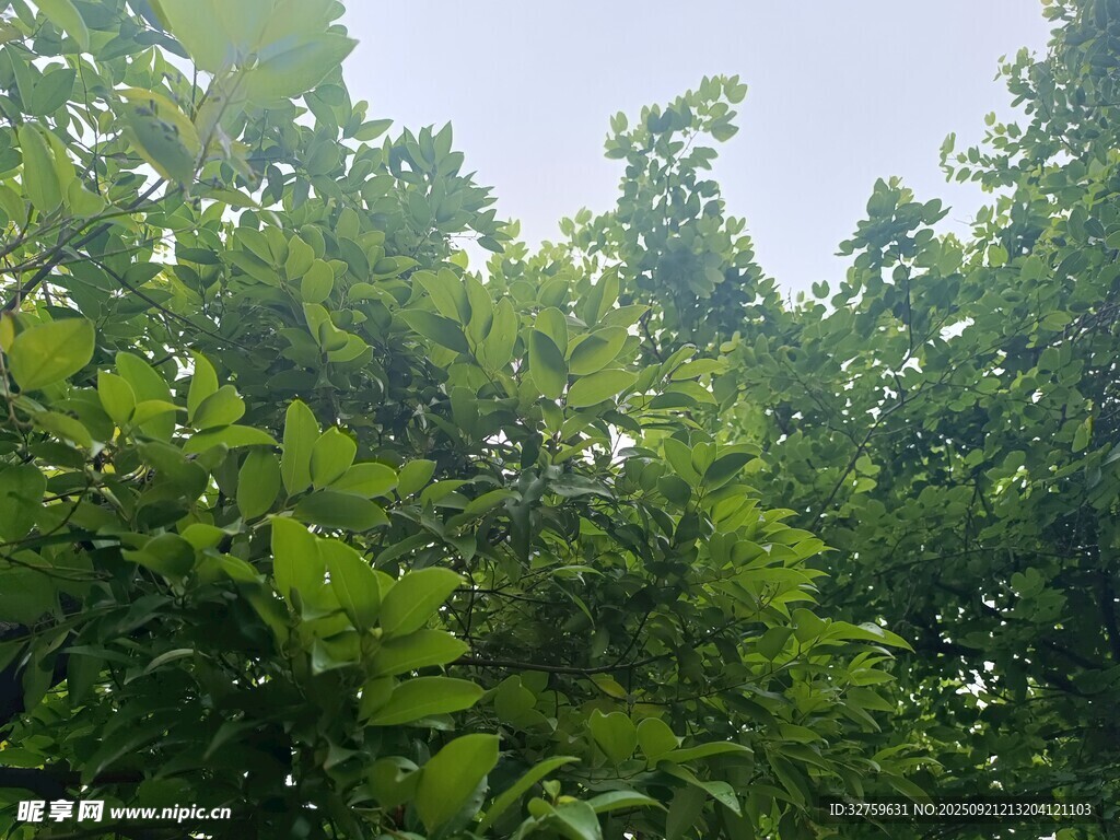 茂密树林绿意盎然