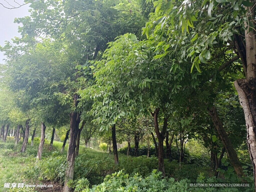 夏日葱郁树林景观