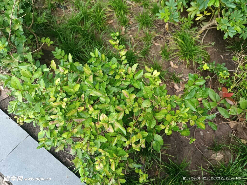 绿叶繁茂的地面植物景观
