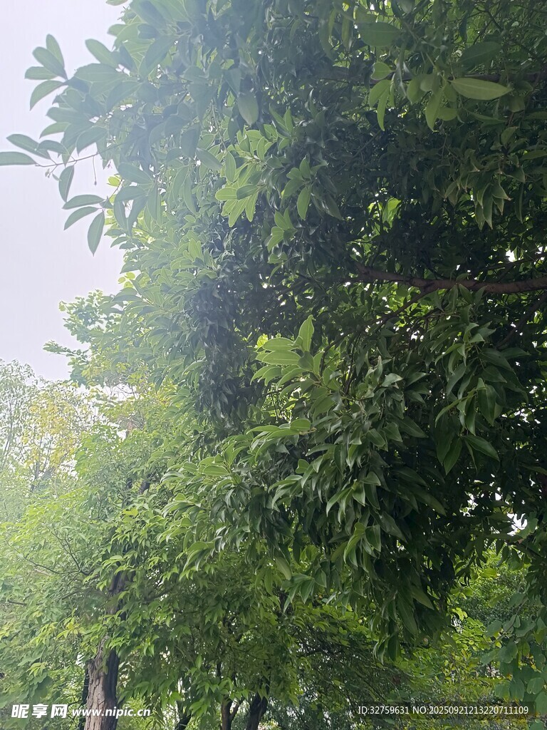 阳光下的葱郁绿树