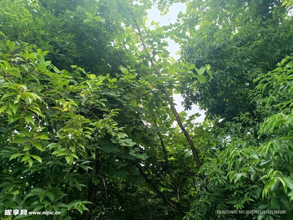茂密丛林绿意盎然