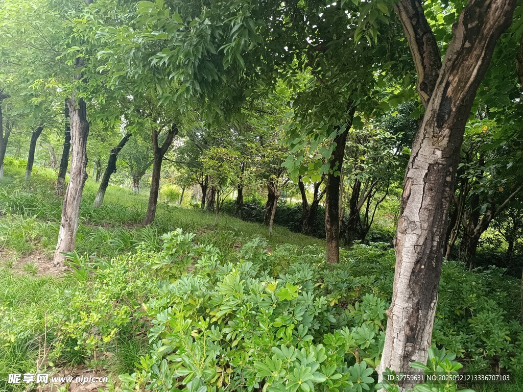 林间绿意盎然的自然景象