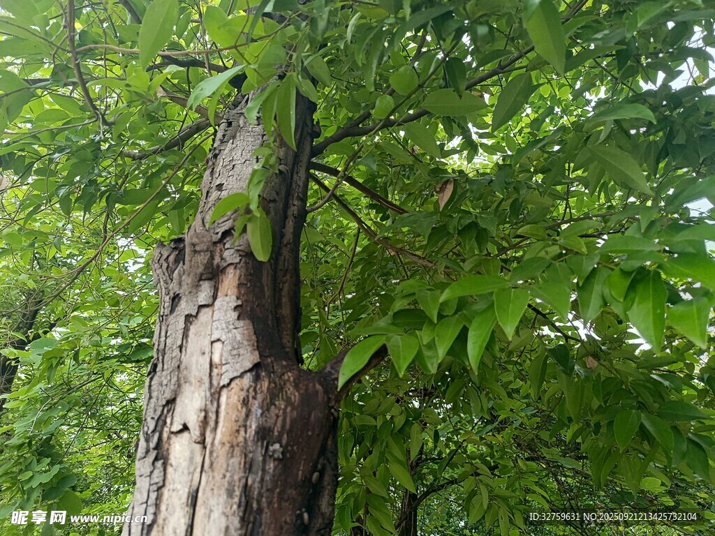 粗壮树干旁的葱郁绿叶