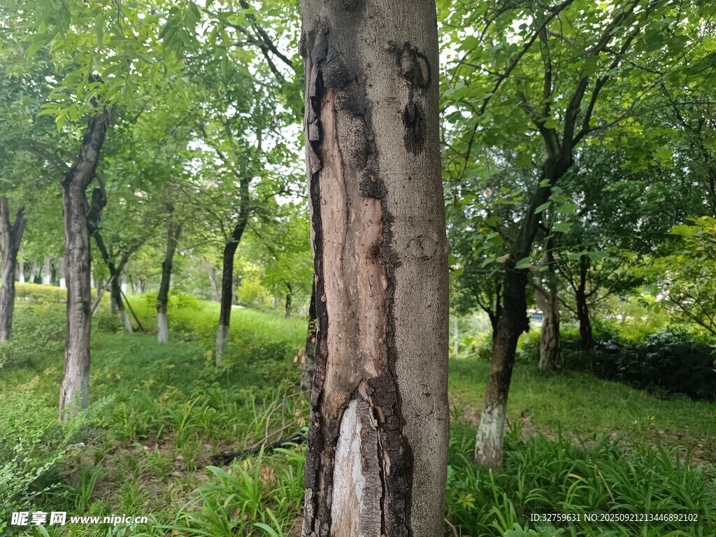林间树木