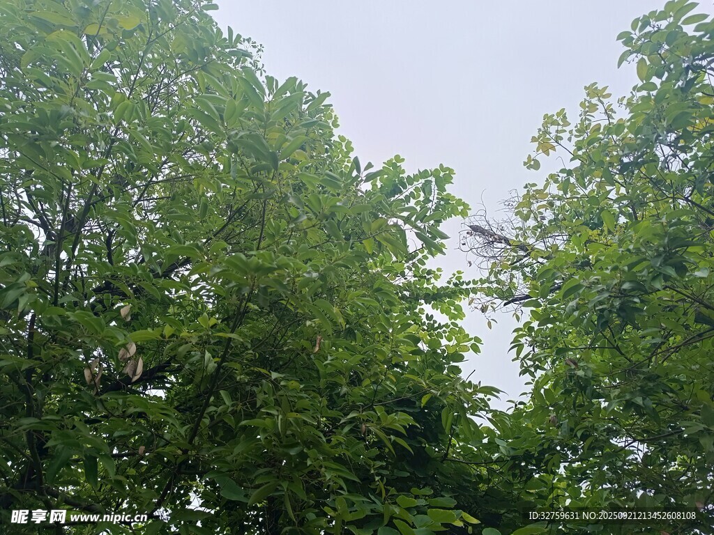 茂密绿树间的开阔天空