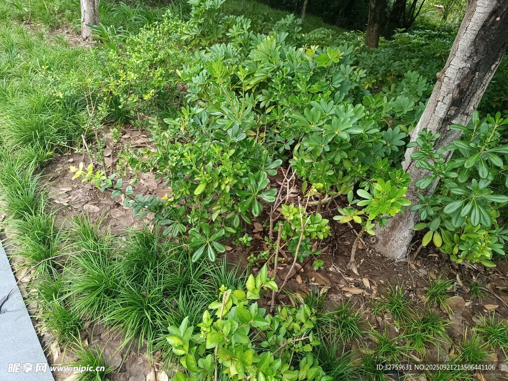 户外绿植景观