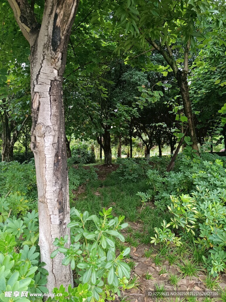 夏日林间绿意盎然