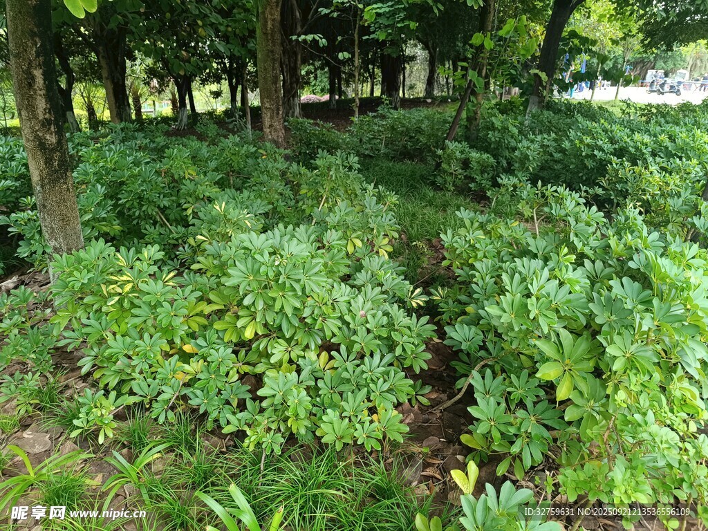 茂密树林中的繁茂绿植