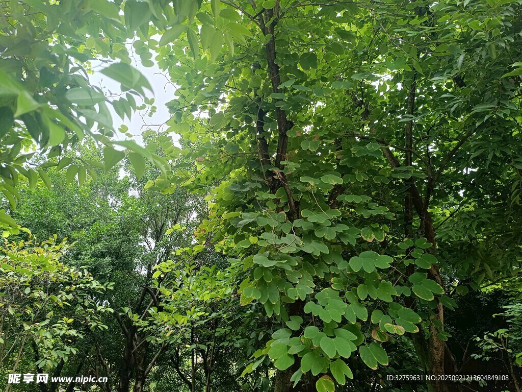 茂密丛林绿意盎然