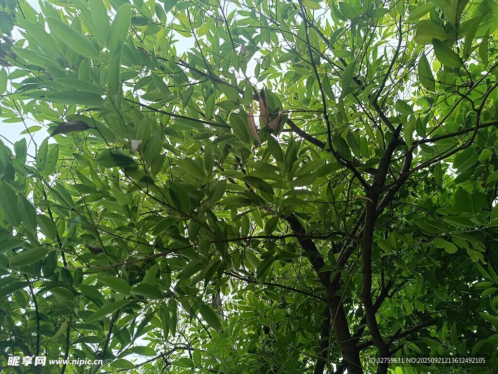 绿叶间的繁茂树枝