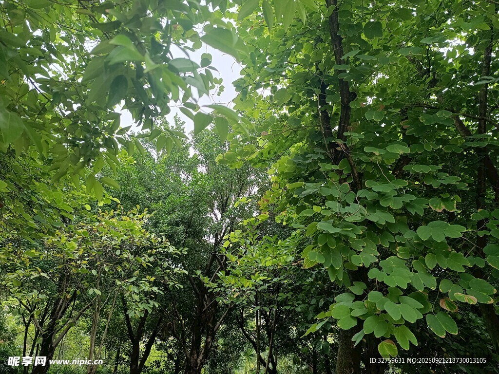 茂密绿意盎然的森林景象