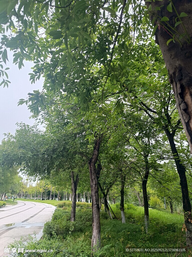 林间小路