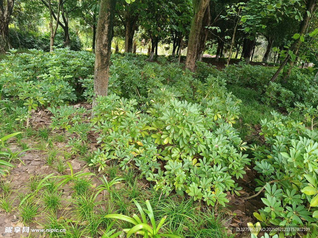 林间繁茂绿植景象