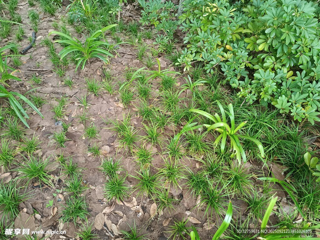 田间嫩绿植物生长景象