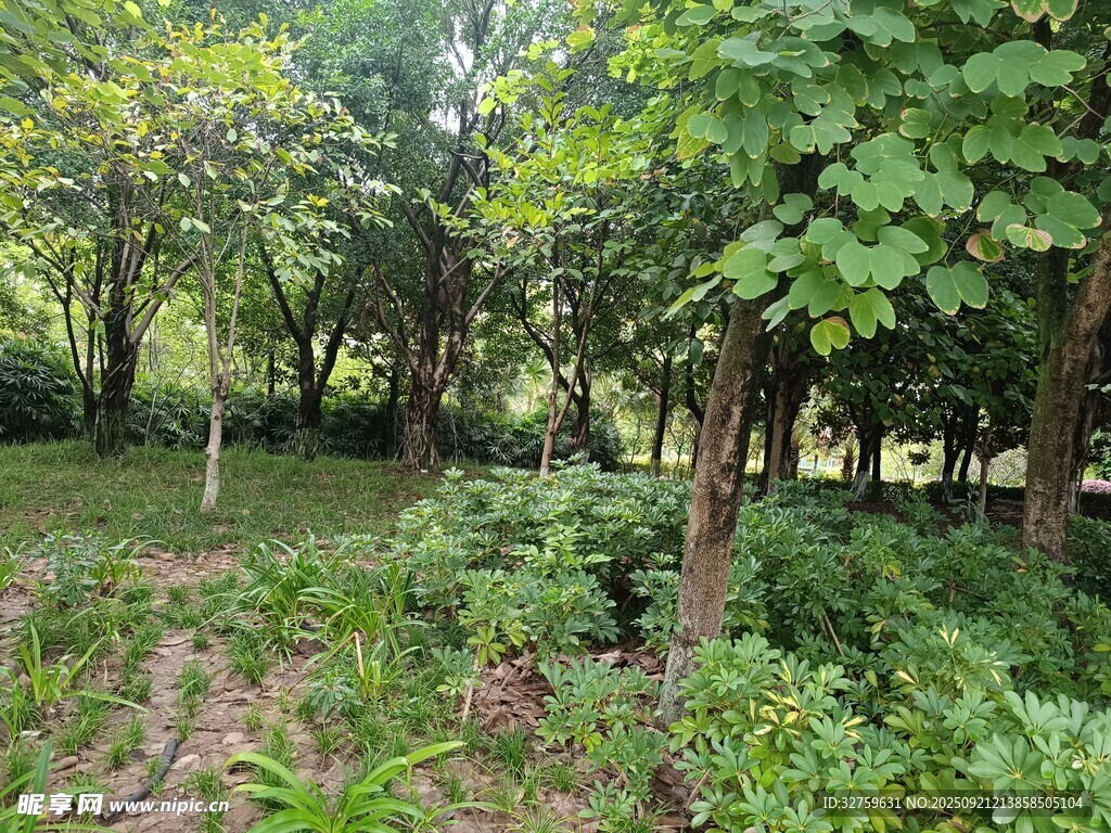 夏日繁茂的林间绿植景观