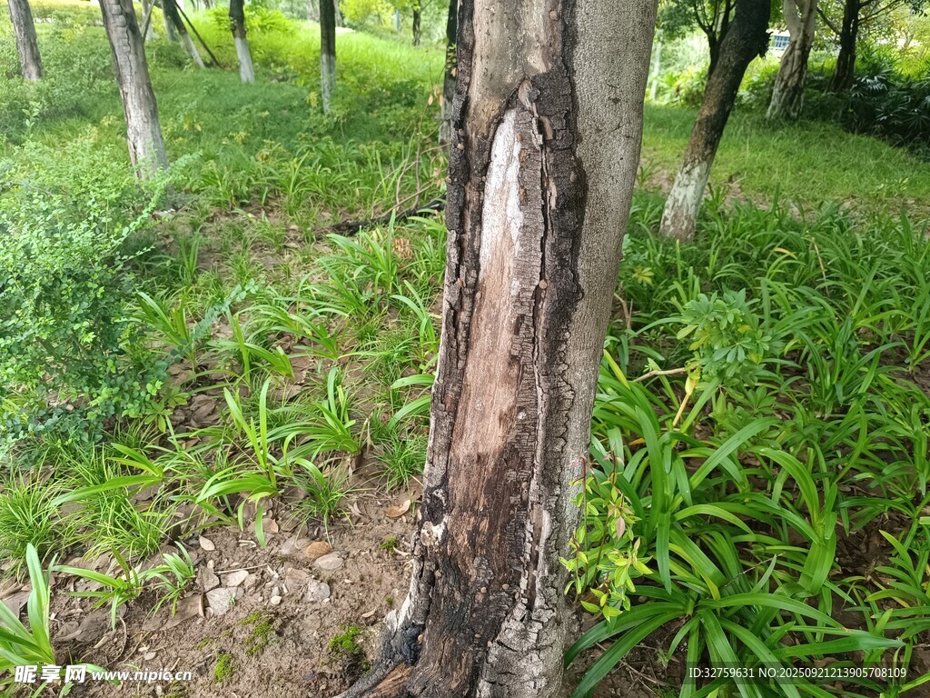 树干受损的林间景象