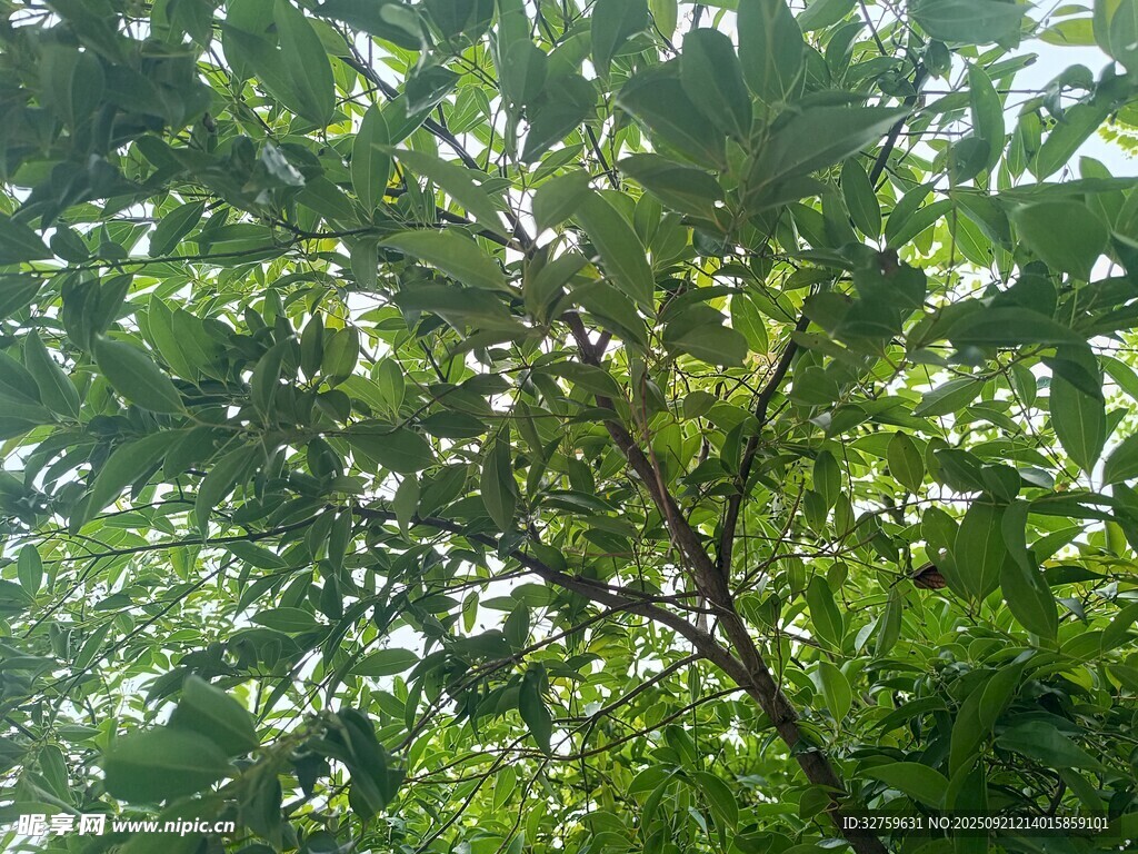 繁茂绿树的自然景致