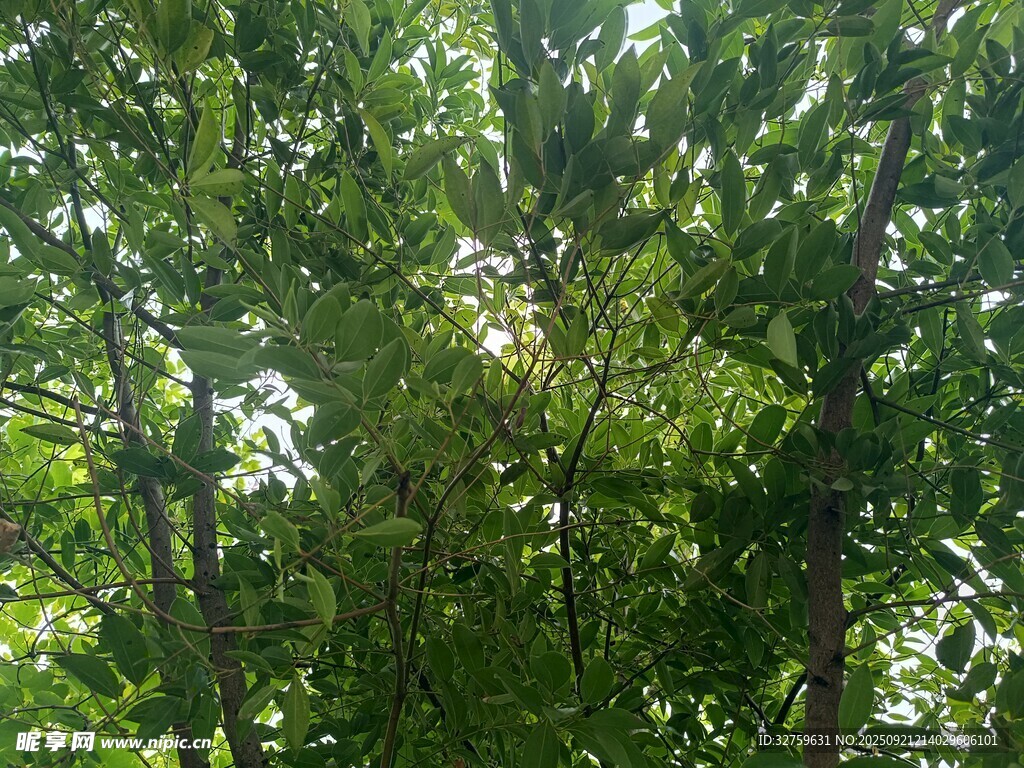 茂密树林中的阳光景致