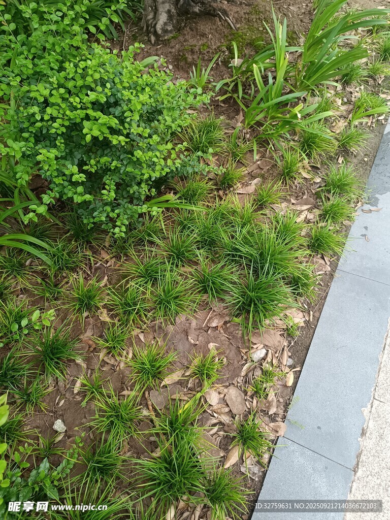 路边绿植景观